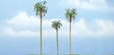 Zestaw drzew premium - Palma Królewska 7.62-11.4cm / 3 szt