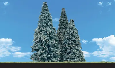 Zestaw drzew - Świerk Kłujący 8.89-13.9cm / 4 szt